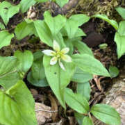 ヒメ日記 2025/06/04 15:21 投稿 つばさ 華椿（YESグループヨコハマ）