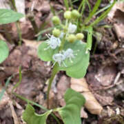 ヒメ日記 2025/06/05 15:43 投稿 つばさ 華椿（YESグループヨコハマ）