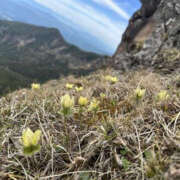ヒメ日記 2025/06/18 16:04 投稿 つばさ 華椿（YESグループヨコハマ）