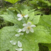 ヒメ日記 2025/06/24 16:14 投稿 つばさ 華椿（YESグループヨコハマ）