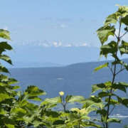 ヒメ日記 2025/06/27 15:37 投稿 つばさ 華椿（YESグループヨコハマ）