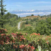 ヒメ日記 2025/07/04 15:39 投稿 つばさ 華椿（YESグループヨコハマ）