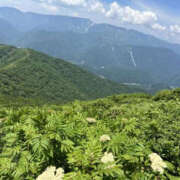 ヒメ日記 2025/07/05 14:29 投稿 つばさ 華椿（YESグループヨコハマ）