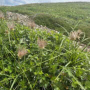 ヒメ日記 2025/07/08 15:48 投稿 つばさ 華椿（YESグループヨコハマ）