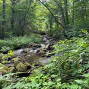 ヒメ日記 2025/07/10 17:22 投稿 つばさ 華椿（YESグループヨコハマ）