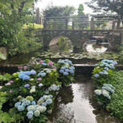 ヒメ日記 2025/07/14 16:19 投稿 つばさ 華椿（YESグループヨコハマ）