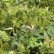 ヒメ日記 2025/07/15 15:43 投稿 つばさ 華椿（YESグループヨコハマ）