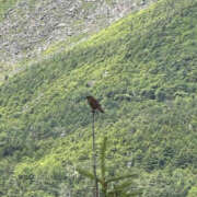 ヒメ日記 2025/08/02 14:32 投稿 つばさ 華椿（YESグループヨコハマ）