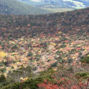 ヒメ日記 2025/10/31 15:58 投稿 つばさ 華椿（YESグループヨコハマ）