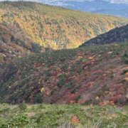 ヒメ日記 2025/11/05 15:43 投稿 つばさ 華椿（YESグループヨコハマ）