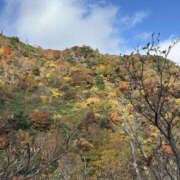 ヒメ日記 2025/11/08 14:37 投稿 つばさ 華椿（YESグループヨコハマ）