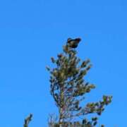 ヒメ日記 2025/11/18 23:54 投稿 つばさ 華椿（YESグループヨコハマ）