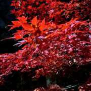 つばさ ♡ありがとう♡ 華椿(YESグループヨコハマ)