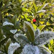 ヒメ日記 2025/12/13 14:53 投稿 つばさ 華椿（YESグループヨコハマ）