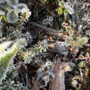 ヒメ日記 2025/12/14 15:12 投稿 つばさ 華椿（YESグループヨコハマ）