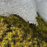 ヒメ日記 2026/02/23 14:50 投稿 つばさ 華椿（YESグループヨコハマ）