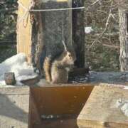 つばさ ♡ありがとう♡ 華椿（YESグループヨコハマ）