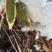 つばさ ♡ありがとう♡ 華椿（YESグループヨコハマ）