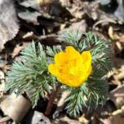 ヒメ日記 2026/03/07 14:38 投稿 つばさ 華椿（YESグループヨコハマ）