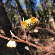 ヒメ日記 2026/03/08 15:08 投稿 つばさ 華椿（YESグループヨコハマ）