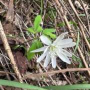 ヒメ日記 2026/03/11 16:07 投稿 つばさ 華椿（YESグループヨコハマ）