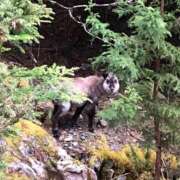 ヒメ日記 2026/03/15 15:18 投稿 つばさ 華椿（YESグループヨコハマ）