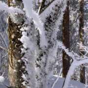 ヒメ日記 2026/03/18 15:26 投稿 つばさ 華椿（YESグループヨコハマ）