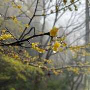 ヒメ日記 2026/03/22 19:35 投稿 つばさ 華椿（YESグループヨコハマ）