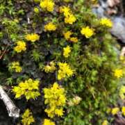 ヒメ日記 2026/03/23 18:35 投稿 つばさ 華椿（YESグループヨコハマ）