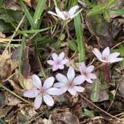 ヒメ日記 2026/03/29 14:59 投稿 つばさ 華椿（YESグループヨコハマ）