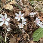 ヒメ日記 2026/04/01 16:20 投稿 つばさ 華椿（YESグループヨコハマ）