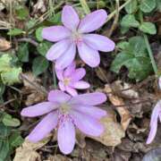 ヒメ日記 2026/04/02 14:20 投稿 つばさ 華椿（YESグループヨコハマ）