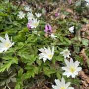 ヒメ日記 2026/04/03 16:11 投稿 つばさ 華椿（YESグループヨコハマ）