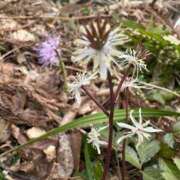 ヒメ日記 2026/04/04 14:47 投稿 つばさ 華椿（YESグループヨコハマ）