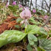 ヒメ日記 2026/04/05 14:55 投稿 つばさ 華椿（YESグループヨコハマ）