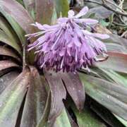 ヒメ日記 2026/04/07 15:58 投稿 つばさ 華椿（YESグループヨコハマ）