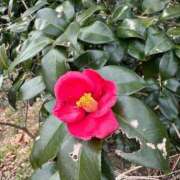 ヒメ日記 2026/04/11 14:59 投稿 つばさ 華椿（YESグループヨコハマ）