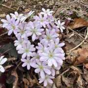 ヒメ日記 2026/04/12 14:48 投稿 つばさ 華椿（YESグループヨコハマ）