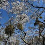 つばさ ♡ありがとう♡ 華椿（YESグループヨコハマ）