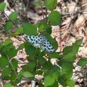 ヒメ日記 2026/05/18 16:15 投稿 つばさ 華椿（YESグループヨコハマ）