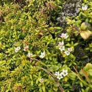 ヒメ日記 2026/06/12 15:35 投稿 つばさ 華椿（YESグループヨコハマ）