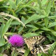 ヒメ日記 2026/08/03 15:51 投稿 つばさ 華椿（YESグループヨコハマ）