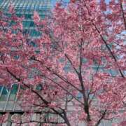 ヒメ日記 2025/03/16 08:50 投稿 白雪（しらゆき） 熟女の風俗最終章 名古屋店