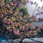 ヒメ日記 2025/04/15 16:52 投稿 白雪（しらゆき） 熟女の風俗最終章 名古屋店