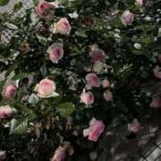 ヒメ日記 2025/05/08 15:20 投稿 白雪（しらゆき） 熟女の風俗最終章 名古屋店