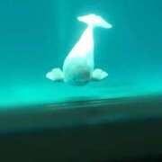 ヒメ日記 2025/11/18 17:42 投稿 白雪（しらゆき） 熟女の風俗最終章 名古屋店