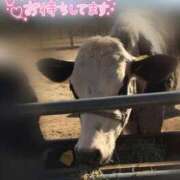 白雪（しらゆき） 出勤しました 熟女の風俗最終章 名古屋店