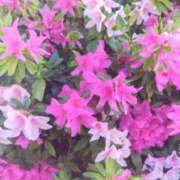 ヒメ日記 2025/04/25 17:36 投稿 夜風（よかぜ） 熟女の風俗最終章 名古屋店