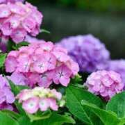 ヒメ日記 2025/06/10 16:01 投稿 夜風（よかぜ） 熟女の風俗最終章 名古屋店