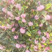 ヒメ日記 2026/03/18 21:12 投稿 夜風（よかぜ） 熟女の風俗最終章 名古屋店